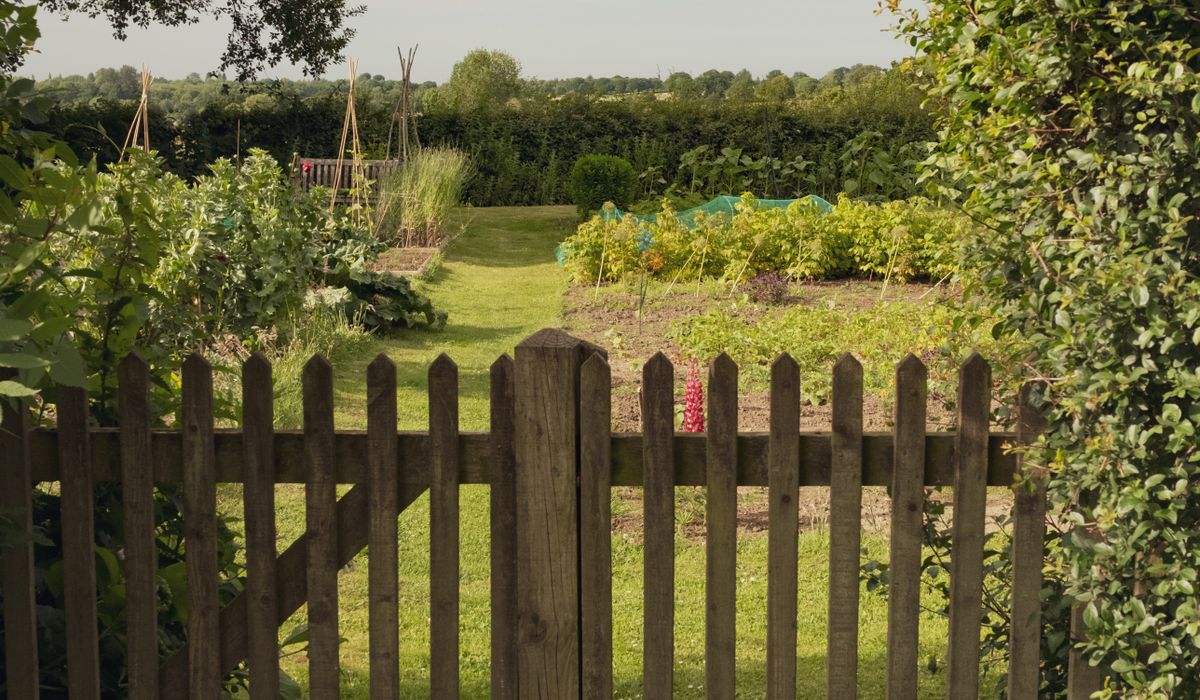 A beginner's guide to identifying common hedgerow berries