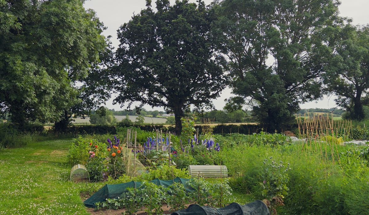 Growing native wildflowers in a small garden border